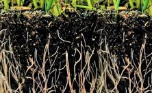 Hagekant som gir struktur, orden og mindre vedlikehold