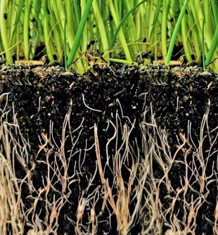 Hagekant som gir struktur, orden og mindre vedlikehold