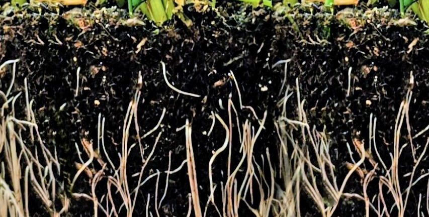 Hagekant som gir struktur, orden og mindre vedlikehold