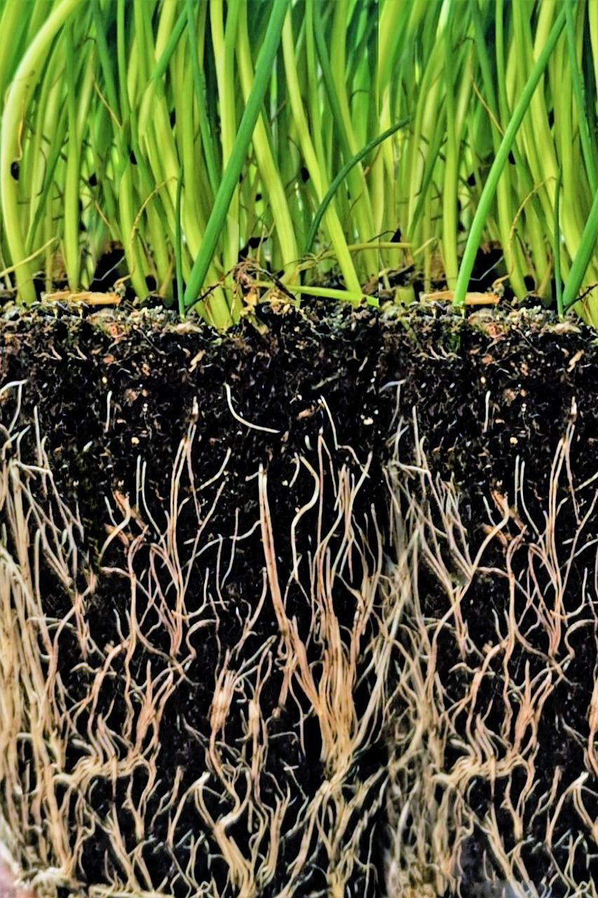 Hagekant som gir struktur, orden og mindre vedlikehold