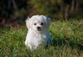Omplassering av hund i stavanger: trygg vei til nytt hjem