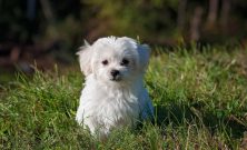 Omplassering av hund i stavanger: trygg vei til nytt hjem