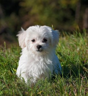 Omplassering av hund i stavanger: trygg vei til nytt hjem