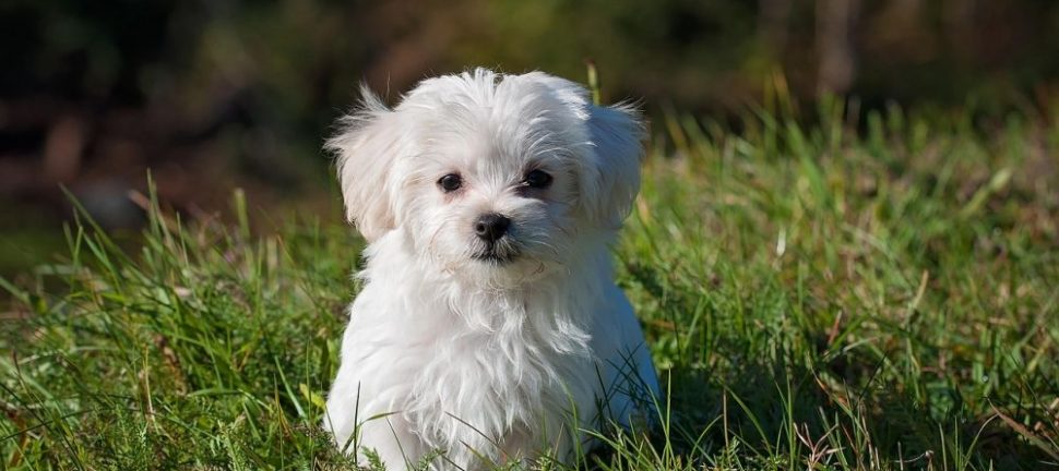 Omplassering av hund i stavanger: trygg vei til nytt hjem