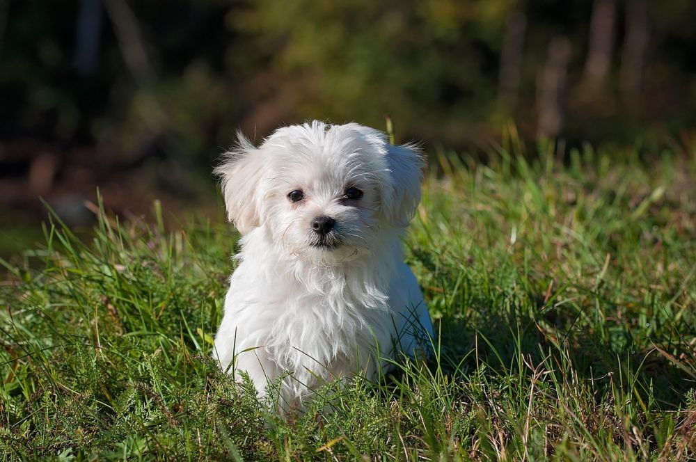 Omplassering av hund i stavanger: trygg vei til nytt hjem